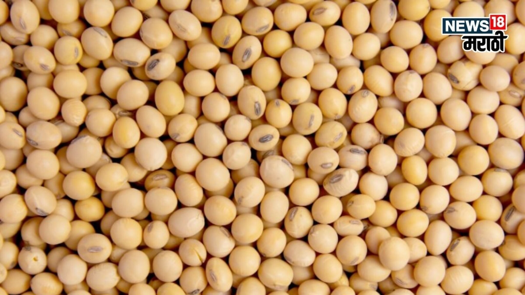 जालना, मंगरुळपीरमध्ये सोयाबीनचे दर कडाडले! आजचे मार्केट काय?