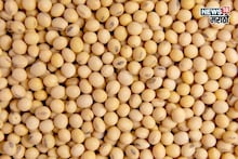 जालना, मंगरुळपीरमध्ये सोयाबीनचे दर कडाडले! आजचे मार्केट काय?