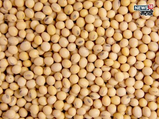 soybean market soybean market