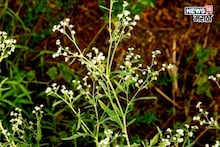 शेतकऱ्यांसाठी डोकेदुखी ठरणाऱ्या काँग्रेस गवताचा शेतातून करा कायमचा नायनाट, ते कसं?