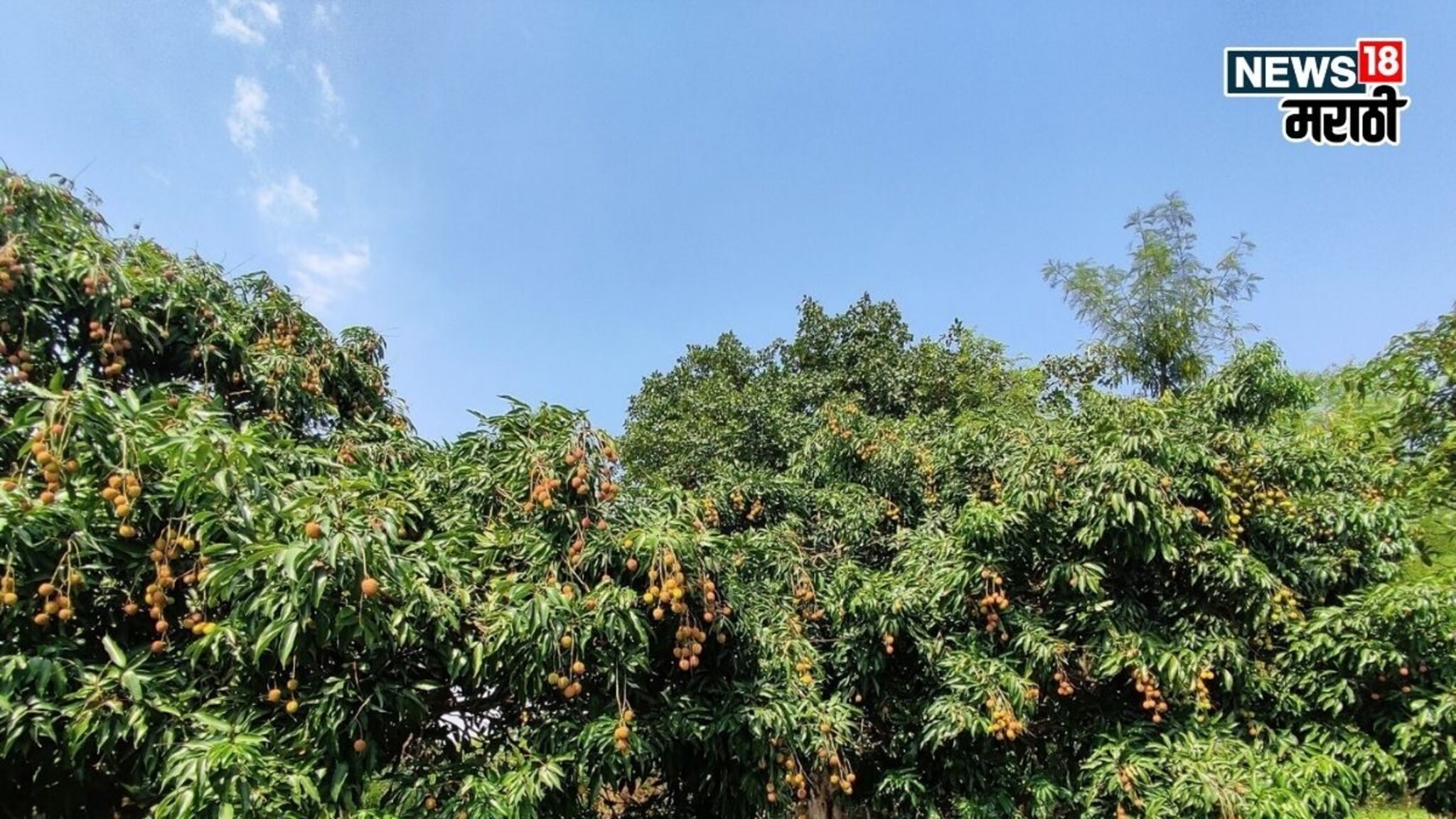 एकरी फक्त 100 रोपं, 200 रु किलो भाव, लागवड करून वर्षाला करा लाखोंची कमाई