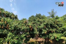 एकरी फक्त 100 रोपं, 200 रु किलो भाव, लागवड करून वर्षाला करा लाखोंची कमाई