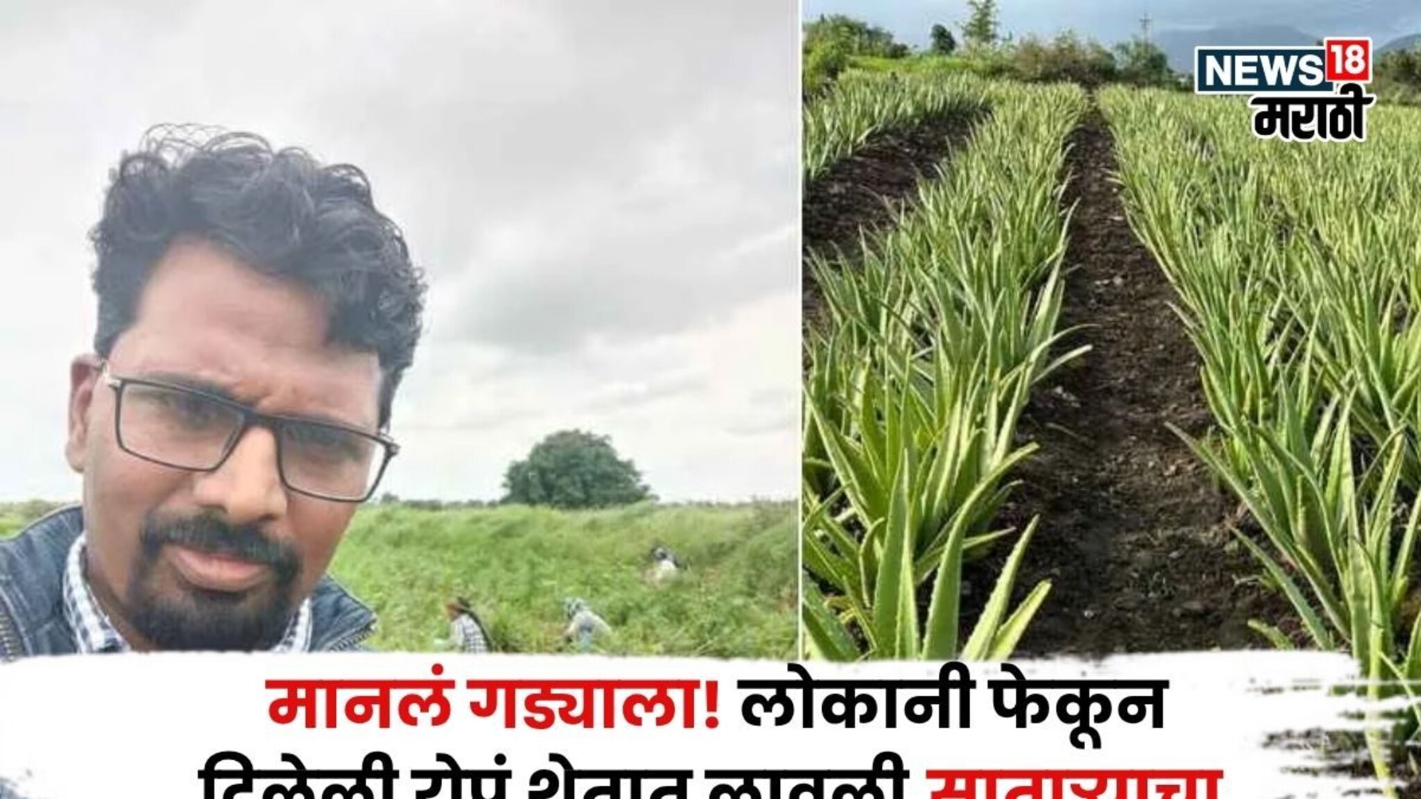 मानलं गड्याला! लोकांनी वैतागून रोपं फेकून दिली, त्यानं शेतात लावली, आता साताऱ्याचा शेतकरी करतोय ३.५ कोटींची कमाई