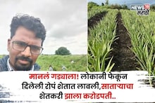 मानलं गड्याला! लोकांनी वैतागून रोपं फेकून दिली, त्यानं शेतात लावली, आता साताऱ्याचा शेतकरी करतोय ३.५ कोटींची कमाई