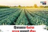 कांदा, गहू नको! नोव्हेंबरमध्ये या पिकाची करा लागवड, ६० दिवसांत कमवाल बक्कळ पैसा