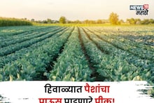 एकरी फक्त ३० हजार खर्च, नोव्हेंबरमध्ये या पिकाची करा लागवड, ६० दिवसांत लाखांत कमवाल