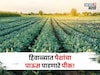 कांदा, गहू नको! नोव्हेंबरमध्ये या पिकाची करा लागवड, ६० दिवसांत कमवाल बक्कळ पैसा