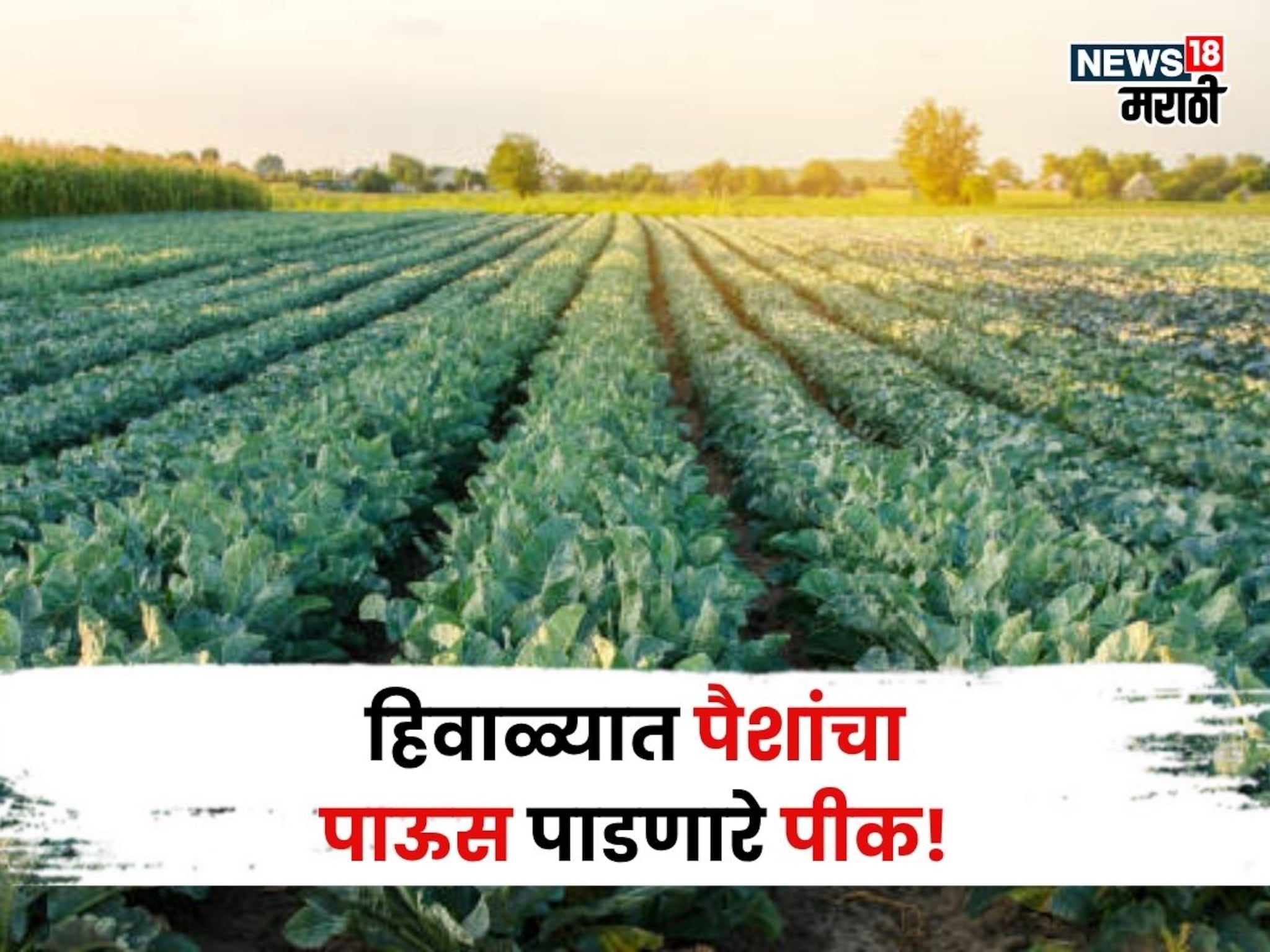 एकरी फक्त ३० हजार खर्च, नोव्हेंबरमध्ये या पिकाची करा लागवड, ६० दिवसांत लाखांत कमवाल