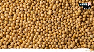 Soybean Market