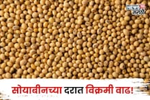 सोयबीन मार्केटमध्ये सर्वात मोठी उलथापालथ! दरात विक्रमी वाढ, भाव आणखी कडाडणार का?