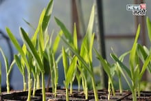 हिवाळ्यात प्रचंड मागणी, या पिकाची लागवड करून फक्त ९० दिवसांत लाखोंची कमाई करा