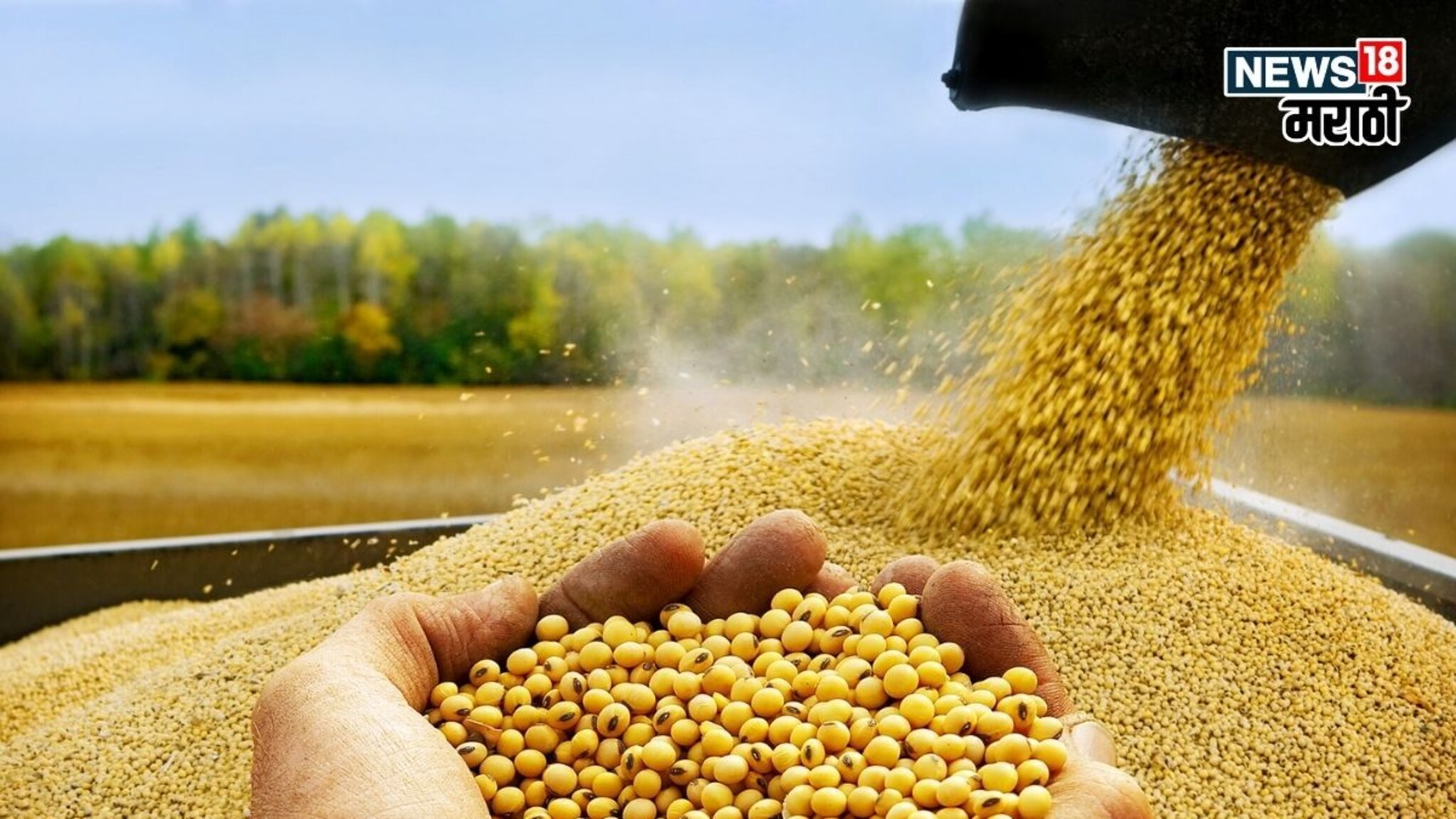 सोयाबीनचा तोरा वाढला! दरात मोठी सुधारणा, सध्याचं मार्केट काय?