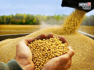 Soybean Market Soybean Market