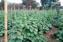 दुसऱ्या पिकांचा नाद सोडा! नोव्हेंबरमध्ये या पिकाची लागवड करा, ४० दिवसांत हाती येईल पैसाच पैसा