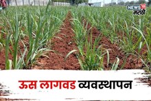 वेळ वाया घालवू नका! ऊस लागवड या तारखेपर्यंत करूनच घ्या, एक्सपर्टने सांगितलं त्यामागचं कारण