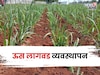 ऊस लागवड या तारखेपर्यंत करूनच घ्या, एक्सपर्टने सांगितलं त्यामागचं कारण
