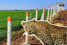 तुमच्याही शेतात बिबट्याचा वावर वाढलाय का? सरकार तार कुंपणसाठी देतंय पैसे, अर्ज कुठे अन् कसा करायचा?