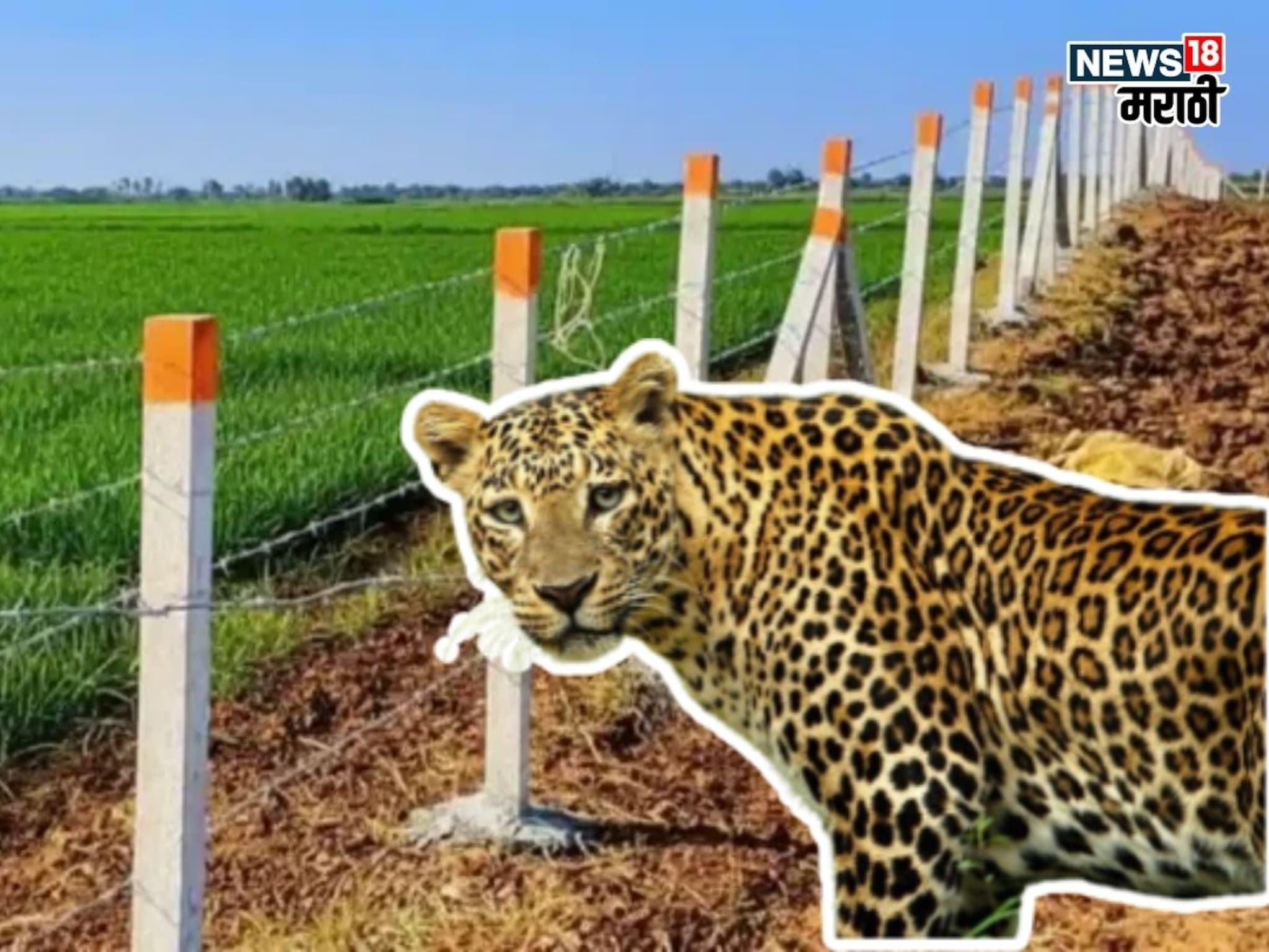 शेतात बिबट्याचा वावर वाढलाय का? सरकार तार कुंपणसाठी देतंय पैसे,अर्ज कुठे कराल?