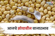 सोयाबीनच्या दरात घसरण की तेजी? आजचा भाव काय? मार्केटमधून आली मोठी अपडेट