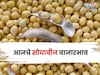 सोयाबीनच्या दरात घसरण की तेजी? आजचा भाव काय? मार्केटमधून आली मोठी अपडेट