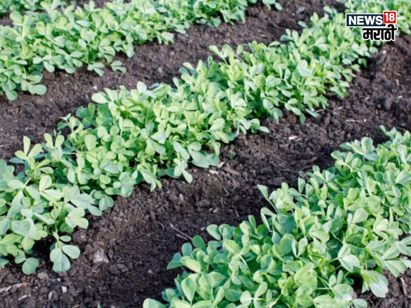 उत्पादन आणि नफा