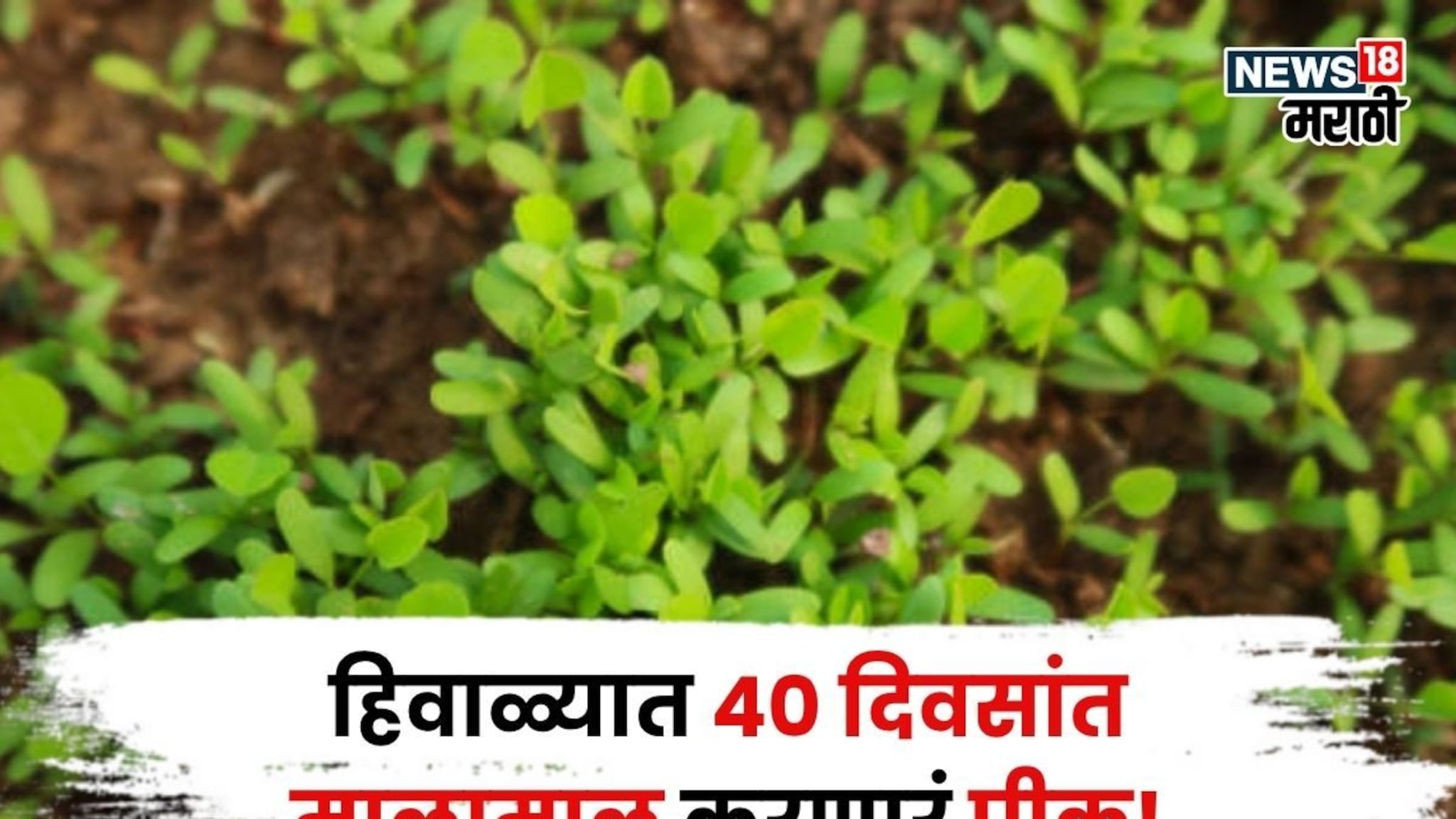 भांडवल फक्त १५,००० रु, नोव्हेंबरमध्ये या शेतीतून फक्त ४० दिवसांत कमवा २ ते ३ लाख रुपये