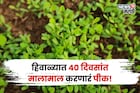 भांडवल फक्त १५,००० रु, नोव्हेंबरमध्ये या शेतीतून फक्त ४० दिवसांत लाखो रु कमवा