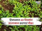 भांडवल फक्त १५,००० रु, नोव्हेंबरमध्ये या शेतीतून फक्त ४० दिवसांत लाखो रु कमवा