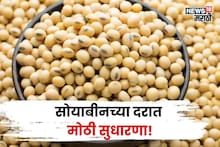 सोयाबीनच्या दरात पुन्हा वाढ, पुढील काही दिवस मार्केट कसं राहील? नवीन अपडेट काय?
