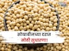 सोयाबीनच्या दरात पुन्हा वाढ,  पुढील काही दिवस मार्केट कसं राहील? नवीन अपडेट काय?
