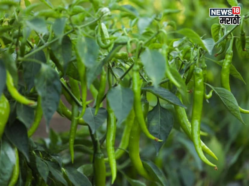 agriculture news agriculture news