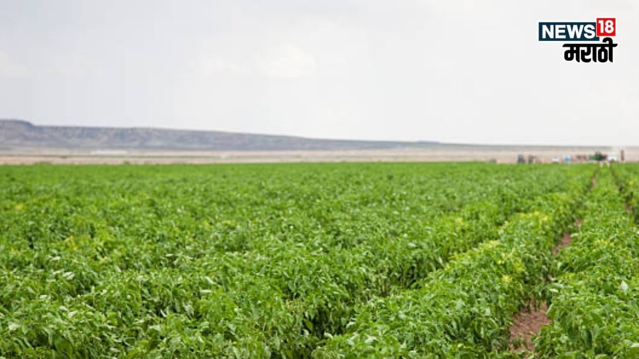 मार्केटमध्ये सर्वाधिक मागणी, नोव्हेंबरमध्ये या पिकाची लागवड करा, ७० दिवसांत ३ ते ५ लाख रु कमवा