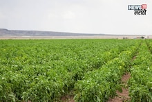 मार्केटमध्ये सर्वाधिक मागणी, नोव्हेंबरमध्ये या पिकाची लागवड करा, ७० दिवसांत ३ ते ५ लाख रु कमवा