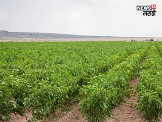 प्रचंड मागणी! नोव्हेंबरमध्ये या पिकाची लागवड करा, ७० दिवसांत ३ ते ५ लाख रु कमवा