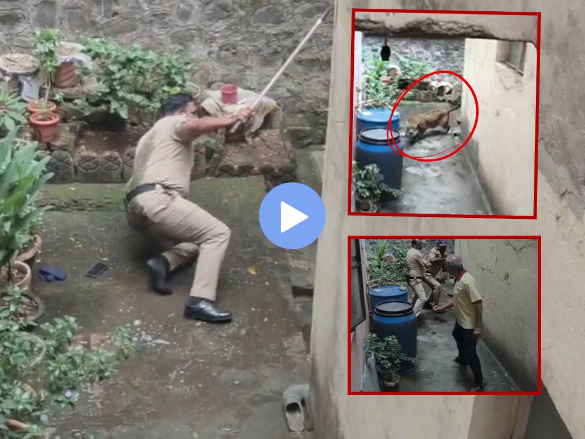 कोल्हापुरात बिबट्याचा धुमाकूळ, पोलिसावर जीवघेणा हल्ला, धडकी भरवणारा VIDEO