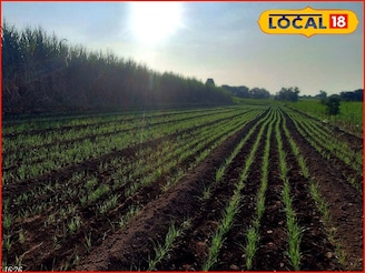 थंडीच्या दिवसांत उन्हाच्या झळा, कोल्हापूर ते पुणे हवामानात मोठे बदल, आजचं अपडेट