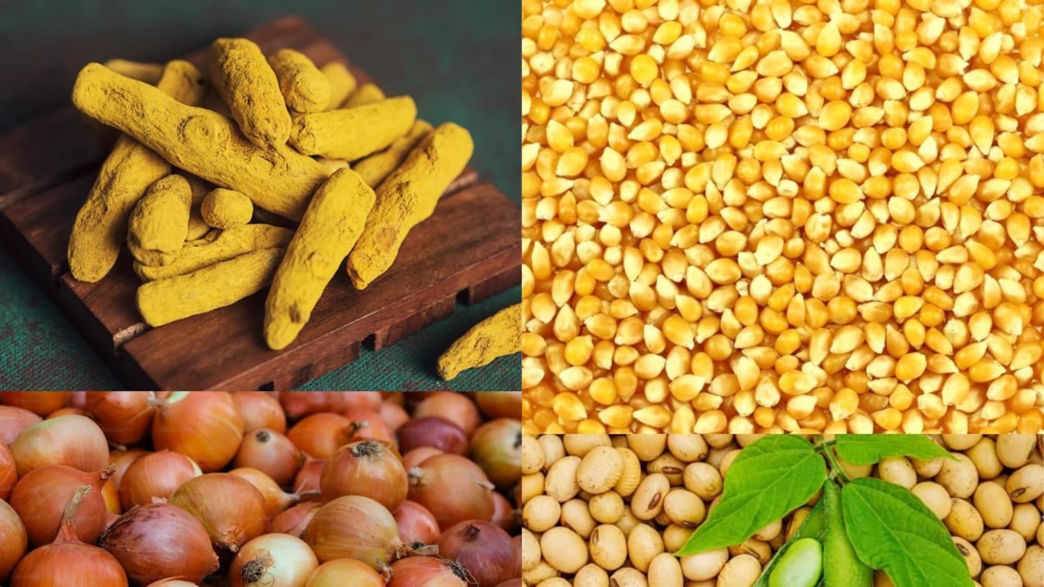 लग्नाच्या धडाक्यात हळदीचा भाव वाढला, कांद्यासह मका आणि सोयाबीनला भाव किती?