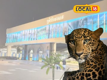 विमानतळावर पोहोचला बिबट्या (प्रतिकात्मक फोटो) 