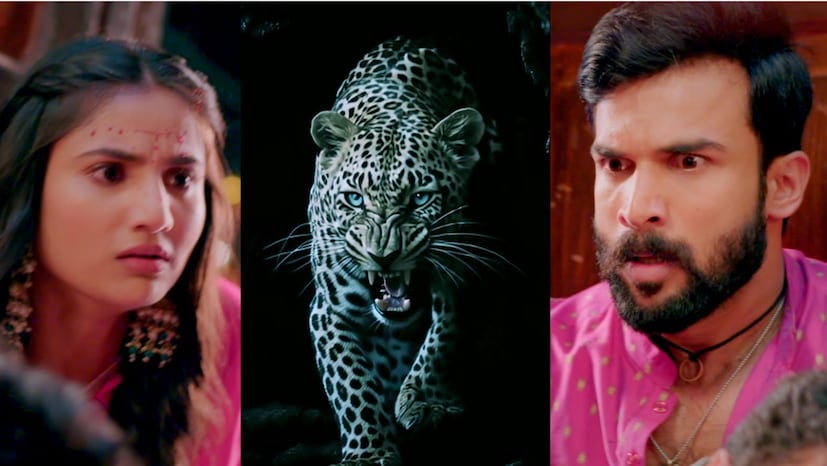 महाराष्ट्रात अलीकडच्या काळात बिबट्यांच्या हल्ल्यांमध्ये मोठी वाढ झाली असून अनेक निष्पाप नागरिकांनी यातून आपले प्राण गमावले आहेत. ही परिस्थिती अत्यंत चिंताजनक आहे. नागरिकांच्या सुरक्षेचा आणि जनजागृतीचा गंभीर मुद्दा म्हणून हा विषय राज्यभर चर्चेत आहे.