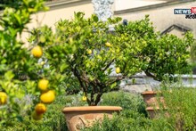 घराच्या गार्डनमध्ये लावा 4 झाडे! कडाक्याचा थंडीतही मिळतील फळे