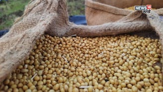 सोयाबीनच्या दरात पुन्हा वाढ की घसरण? आजचे बाजार भाव काय?