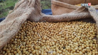 soyabean market soyabean market