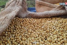 सोयाबीनच्या दरात पुन्हा वाढ की घसरण? आजचे बाजार भाव काय?