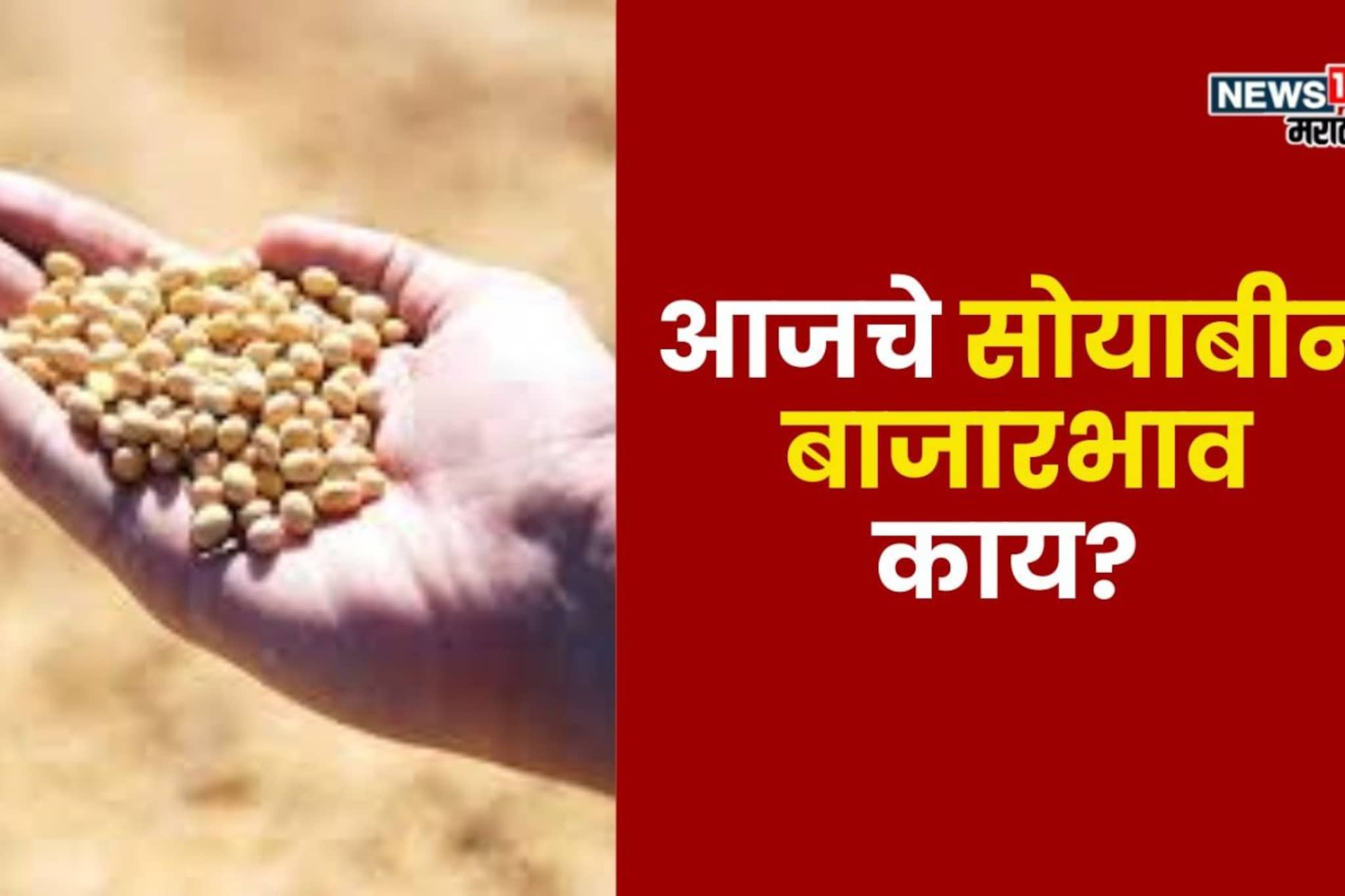वाशिममध्ये पिवळ्या सोयाबीनच्या दराने गाठला उच्चांक, गुरुवारचे बाजारभाव काय? वाशिममध्ये पिवळ्या सोयाबीनच्या दराने गाठला उच्चांक, गुरुवारचे बाजारभाव काय?