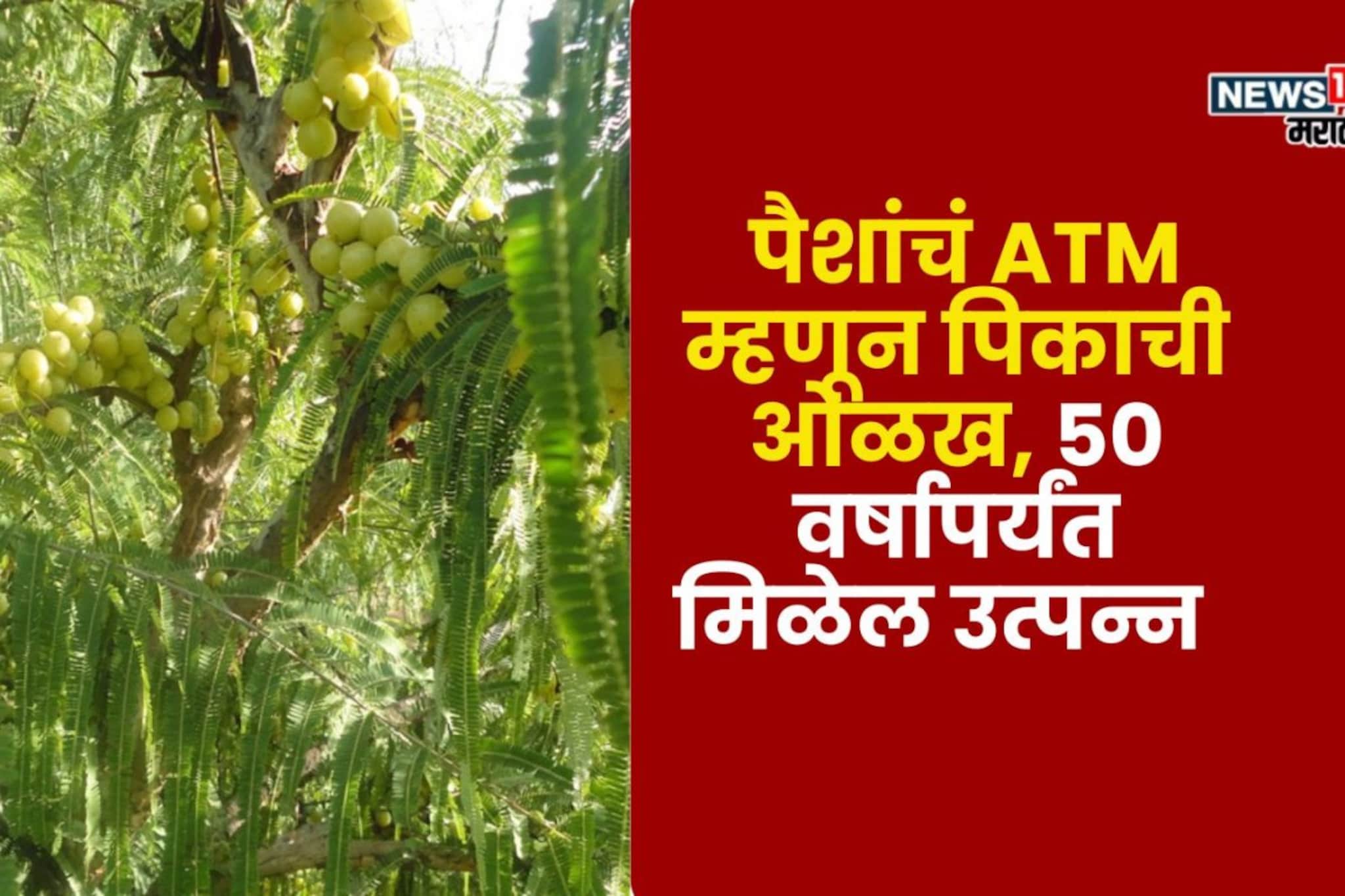 शांचं ATM म्हणून पिकाची ओळख, 50 वर्षापर्यंत मिळेल उत्पन्न, लाखोंची कमाई कराल शांचं ATM म्हणून पिकाची ओळख, 50 वर्षापर्यंत मिळेल उत्पन्न, लाखोंची कमाई कराल