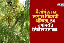 पैशांचं ATM म्हणून पिकाची ओळख, 50 वर्षापर्यंत मिळेल उत्पन्न, वर्षाला करा लाखोंची कमाई