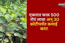 पारंपरिक शेतीचा नाद सोडा! एक एकरात 500 रोपं लावा अन् 30 कोटीपर्यंत कमाई करा