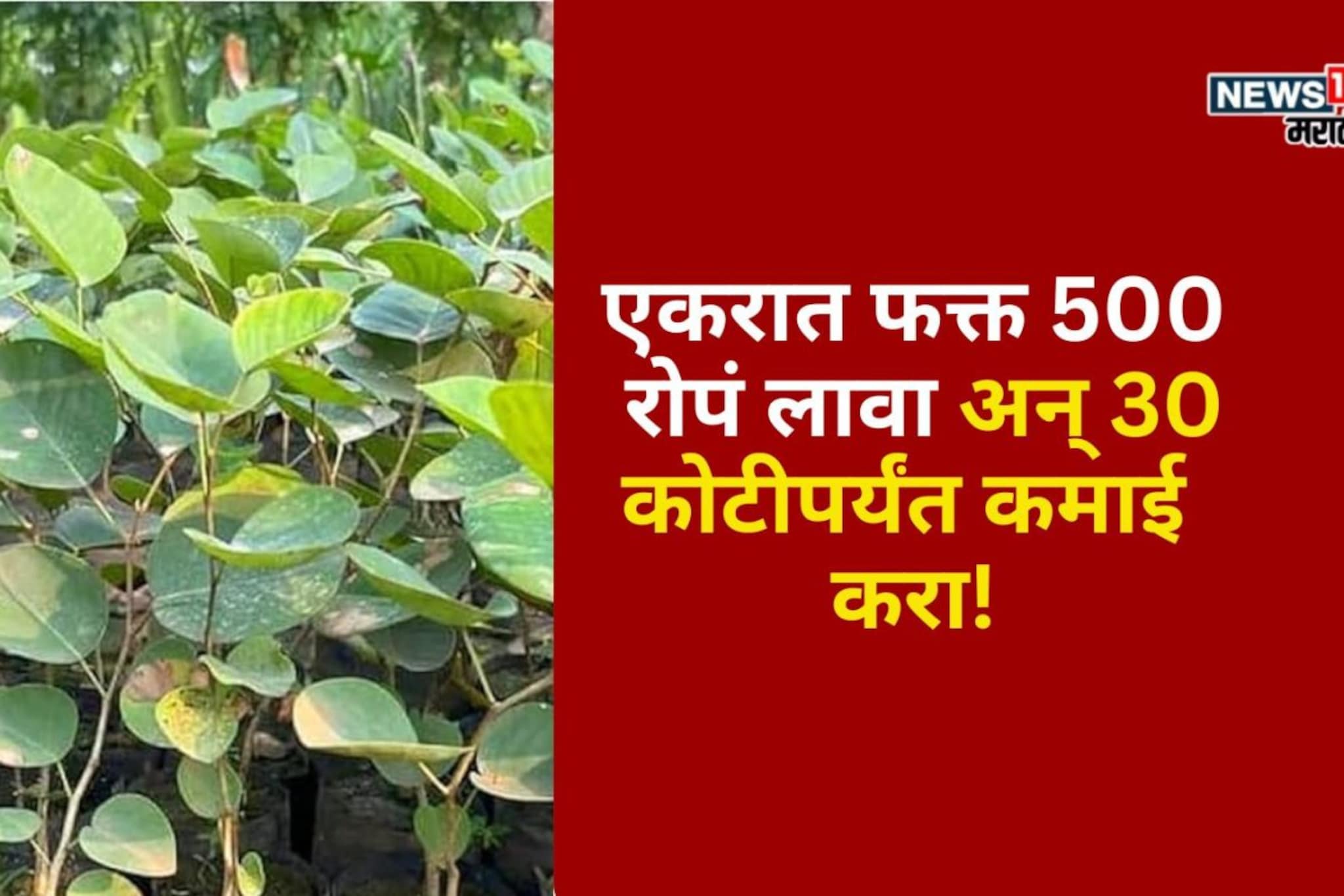 पारंपरिक शेतीचा नाद सोडा! एक एकरात हे 500 रोपं लावा अन् 30 कोटींची कमाई करा पारंपरिक शेतीचा नाद सोडा! एक एकरात हे 500 रोपं लावा अन् 30 कोटींची कमाई करा