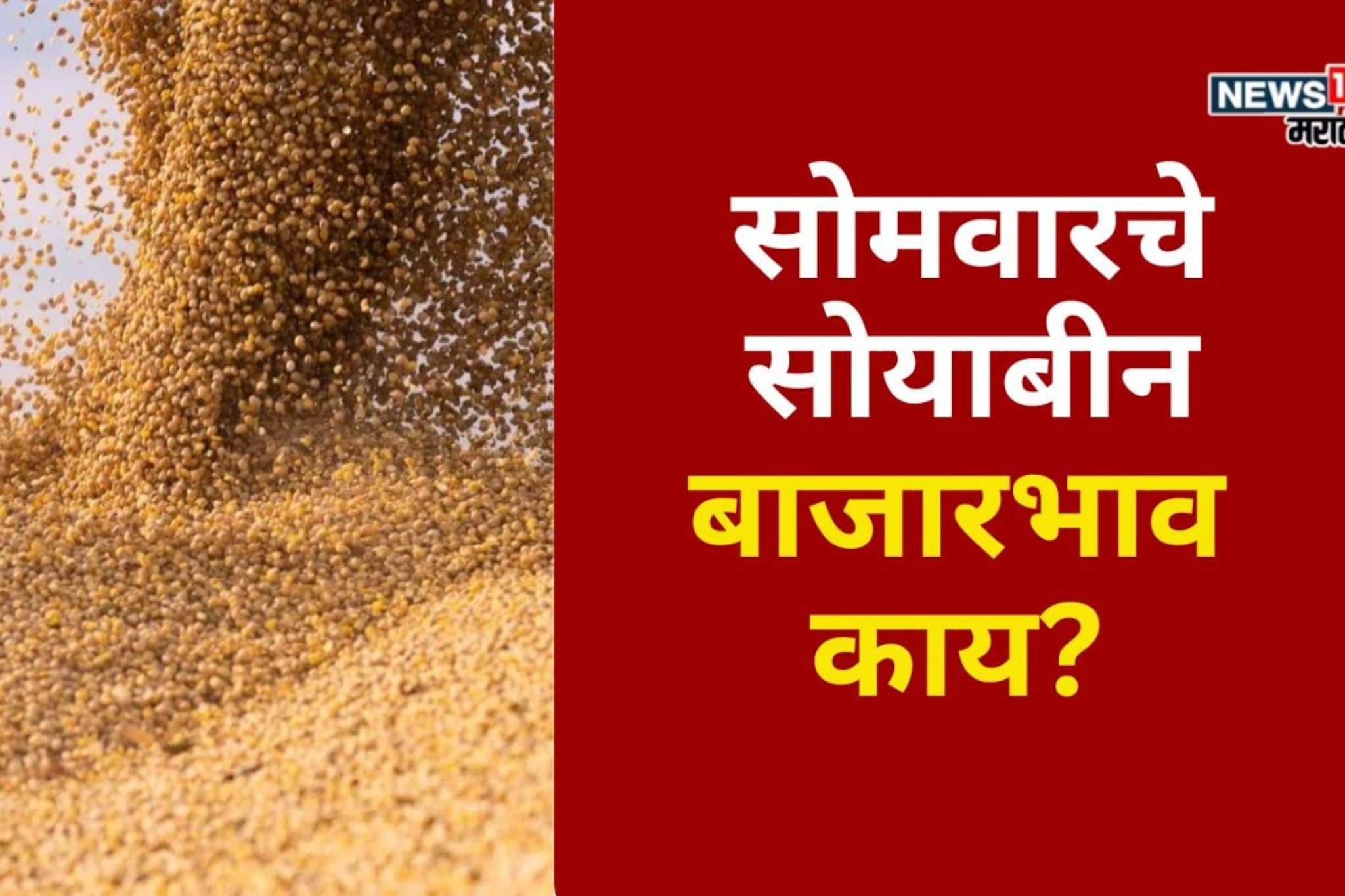 आठवड्याच्या सुरुवातीलाच आवक वाढली! सोयाबीनच्या दरात घसरण होणार? आठवड्याच्या सुरुवातीलाच आवक वाढली! सोयाबीनच्या दरात घसरण होणार?