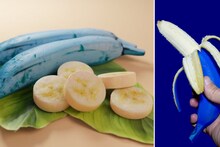 Blue Banana : वजन कमी करण्यासह इम्युनिटी वाढवण्यास मदत करते निळी केळी! फायदे वाचून थक्क व्हाल..